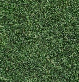 Fire iarba salbatica