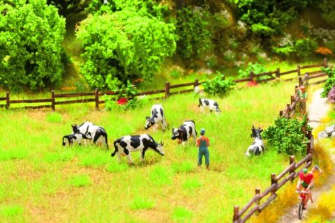 Set complet pasune cu vaci